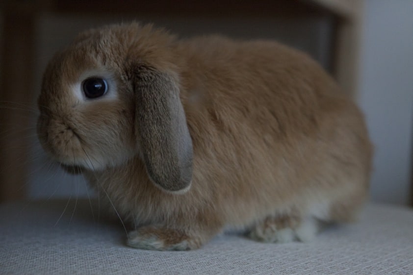 Mini lop litter store size