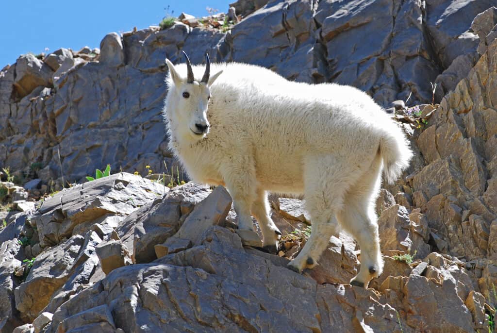 Mountain goats use their cloven hoofs to climb 