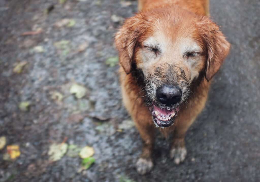 A golden retriever with a muddy face, frame right. background appears to be wet pavement with a few yellow leaves .