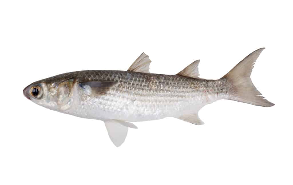 Striped Mullet