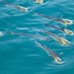 Striped mullet