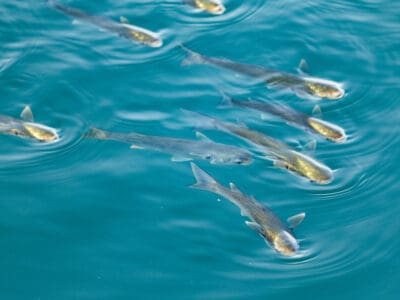 Mullet Fish Picture