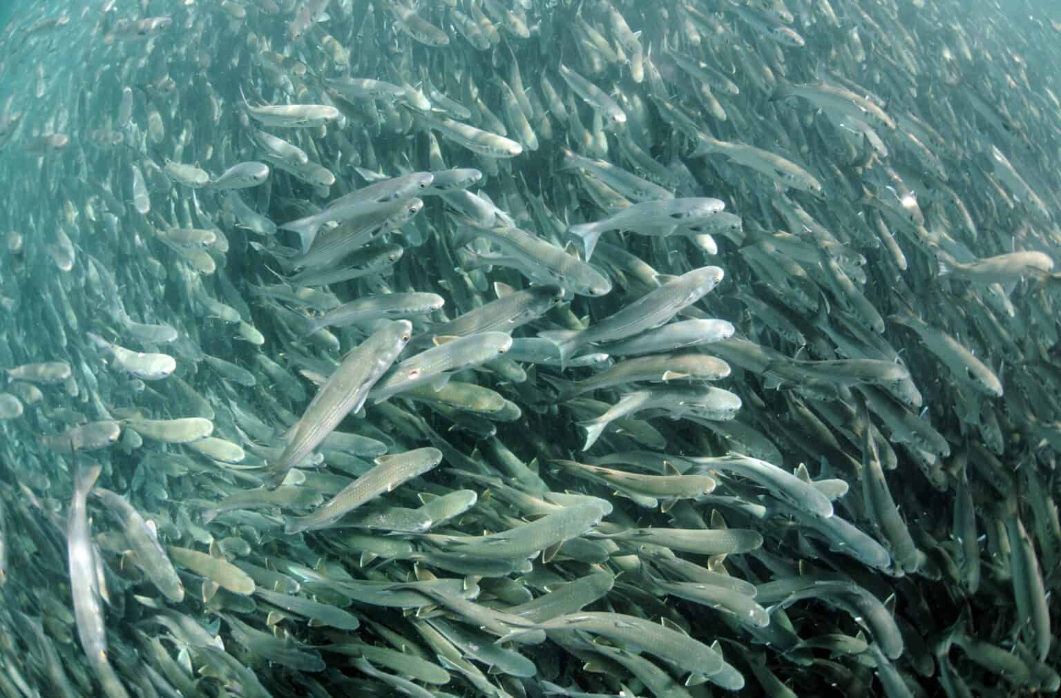 Mullet Fish Animal Facts - Mugilidae - A-Z Animals