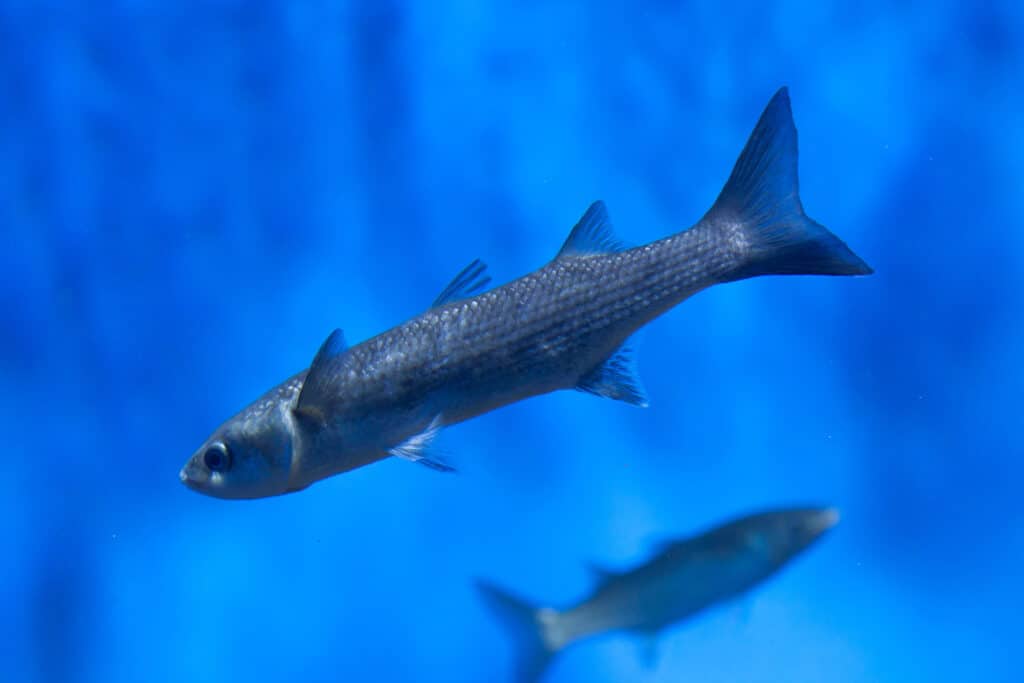 Grey mullet
