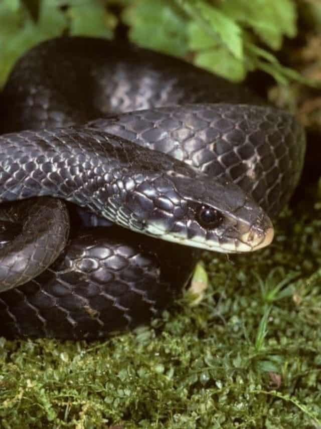 Must See Black Snakes in Illinois Cover image