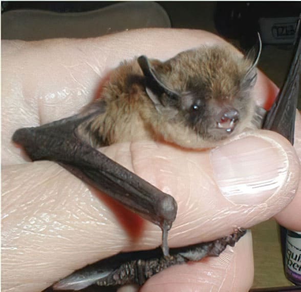 Long-legged bats have long long legs and small feet.