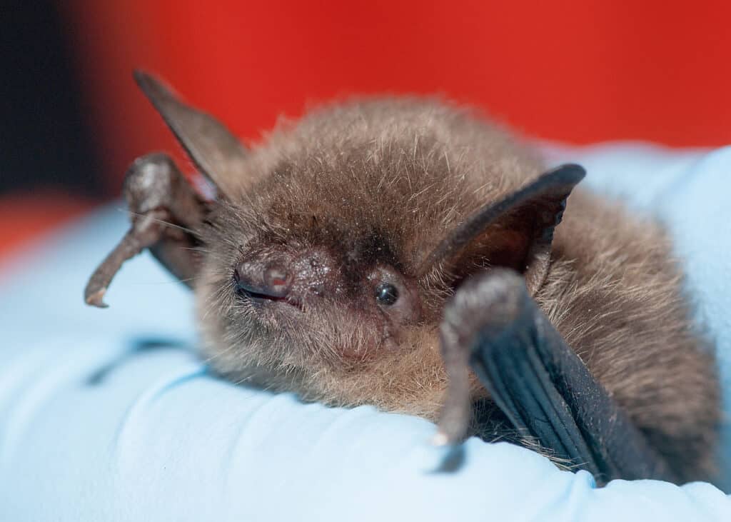 Yuma Myotis