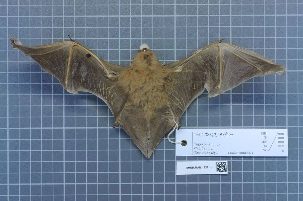 southern yellow bat