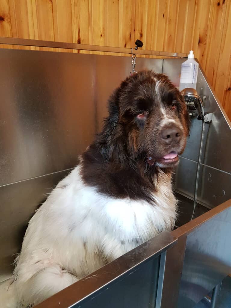 Newfoundland dogs needs regular grooming.