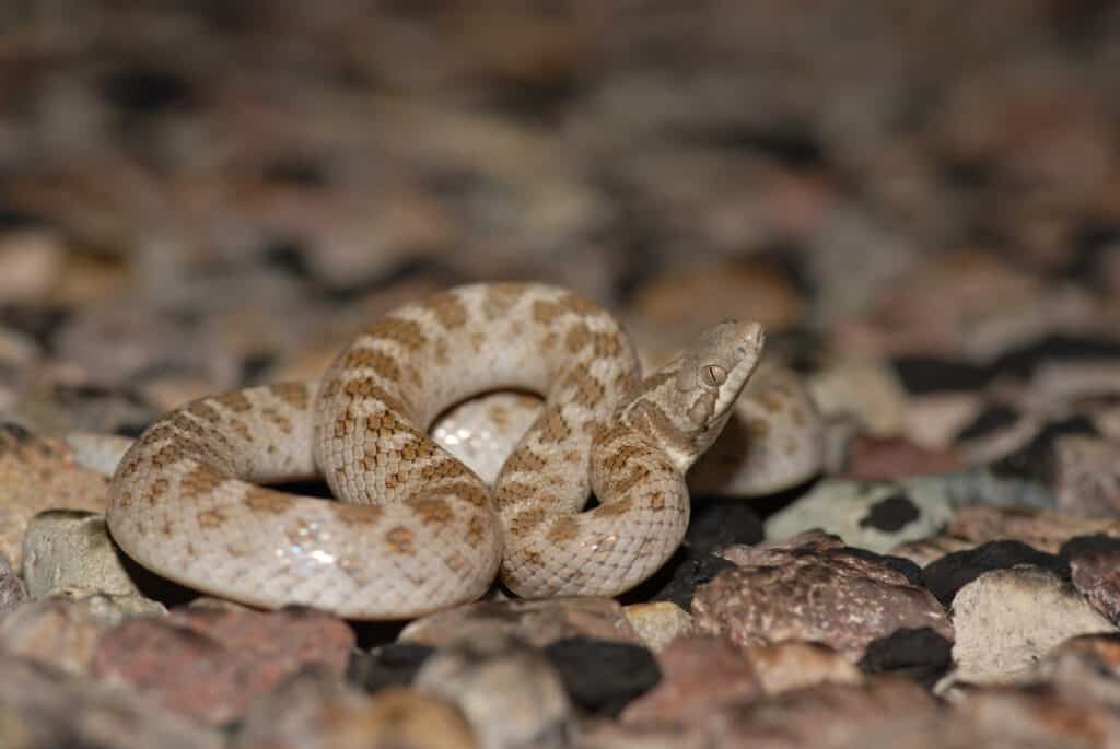 A non-venomous Night Snake