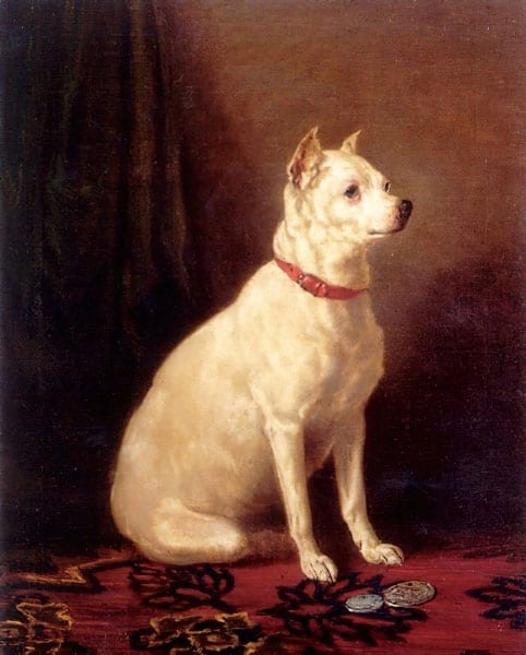 Old English White Terrier