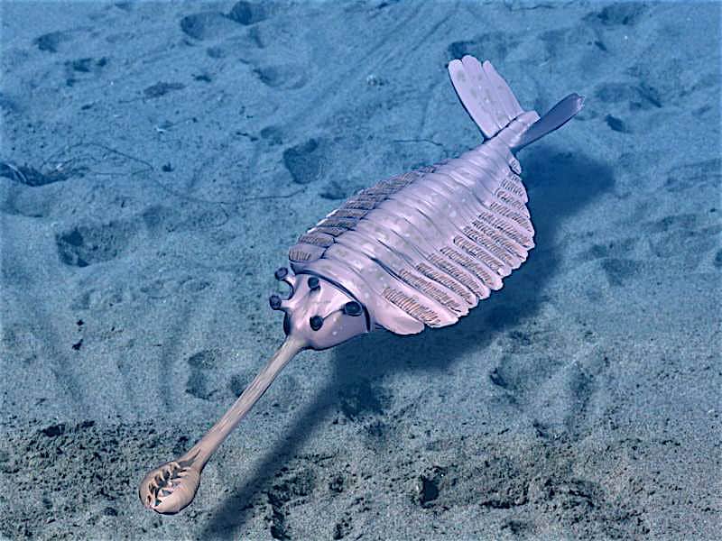 Animated picture of opabinia