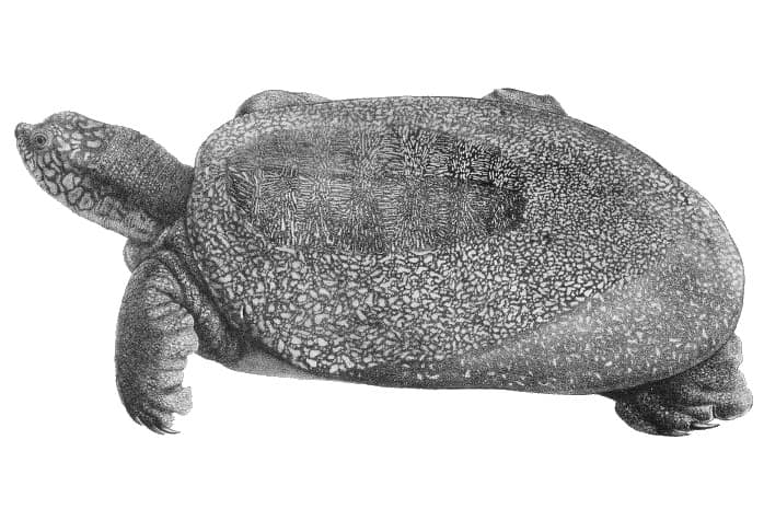 Yangtze giant softshell turtle (Rafetus swinhoei)