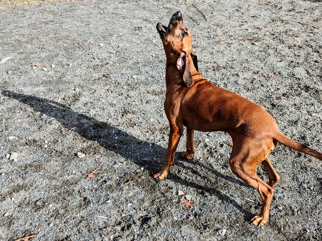 Redbone Coonhound