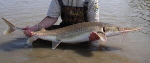Discover the 8 Largest Sturgeon Ever Caught Picture