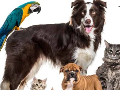 A Which Pet Animal Are You?