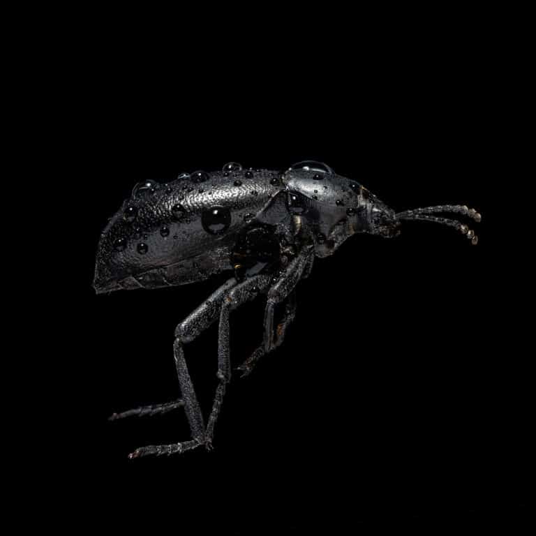 PInacate beetle