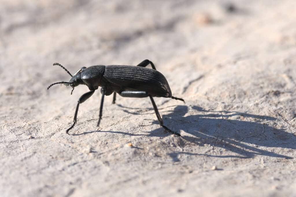 Pinacate beetle
