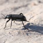 Desert stink beetles