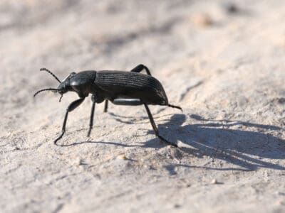 A Pinacate Beetle