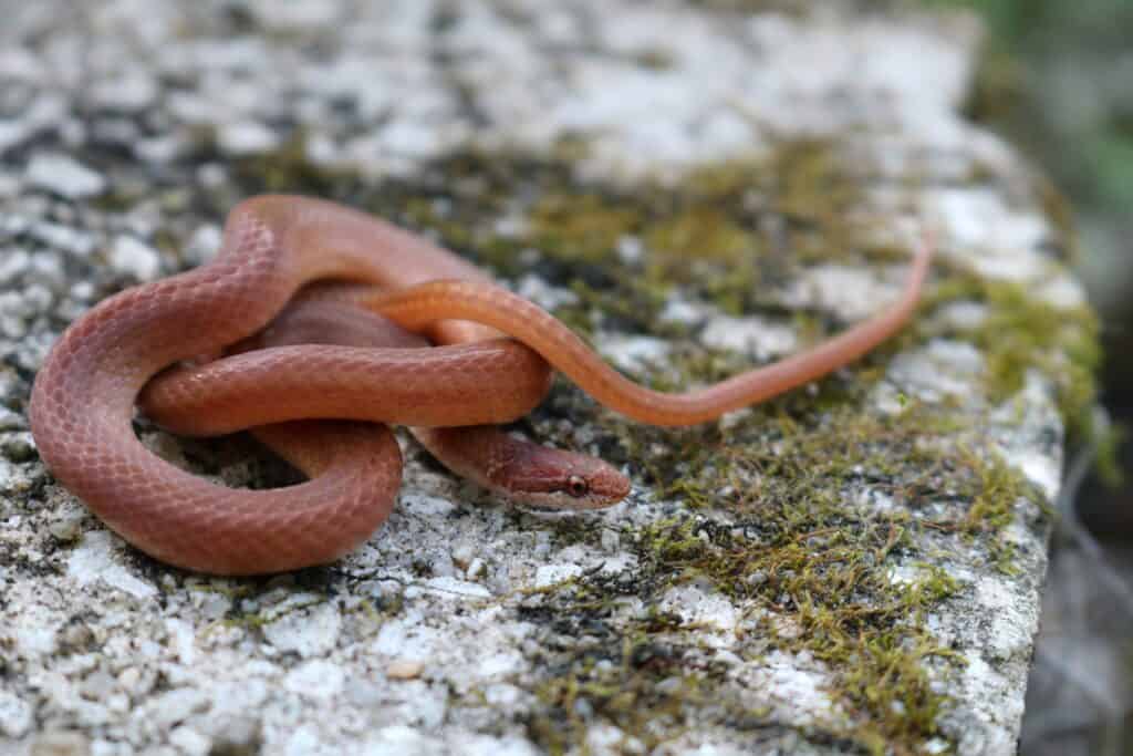 A Pine Woods Snake