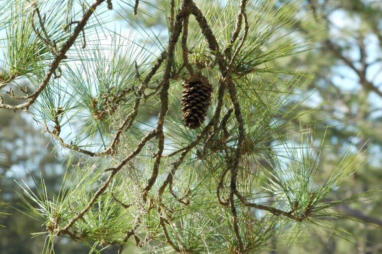 Discover the 20+ Different Types of Pine Trees - A-Z Animals