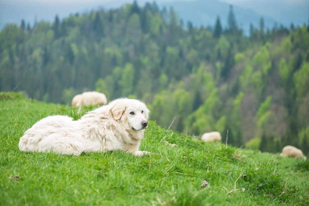 Sheep dog guard herd in Polish Tatra mountains