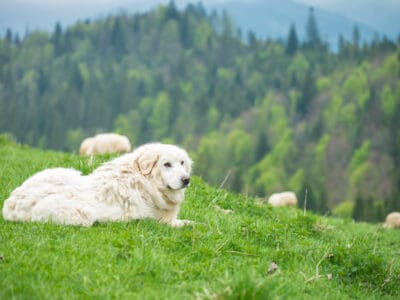 A Polish Tatra Sheepdog