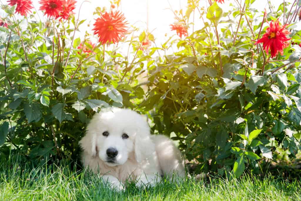 Cute white puppy dog lying on grass in flowers. Polish Tatra Sheepdog, known also as Podhalan or Owczarek Podhalanski
