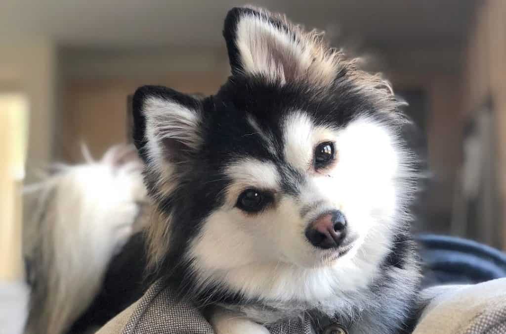 Pomsky Dog Full Grown Size