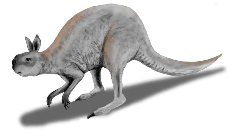 prehistoric kangaroo