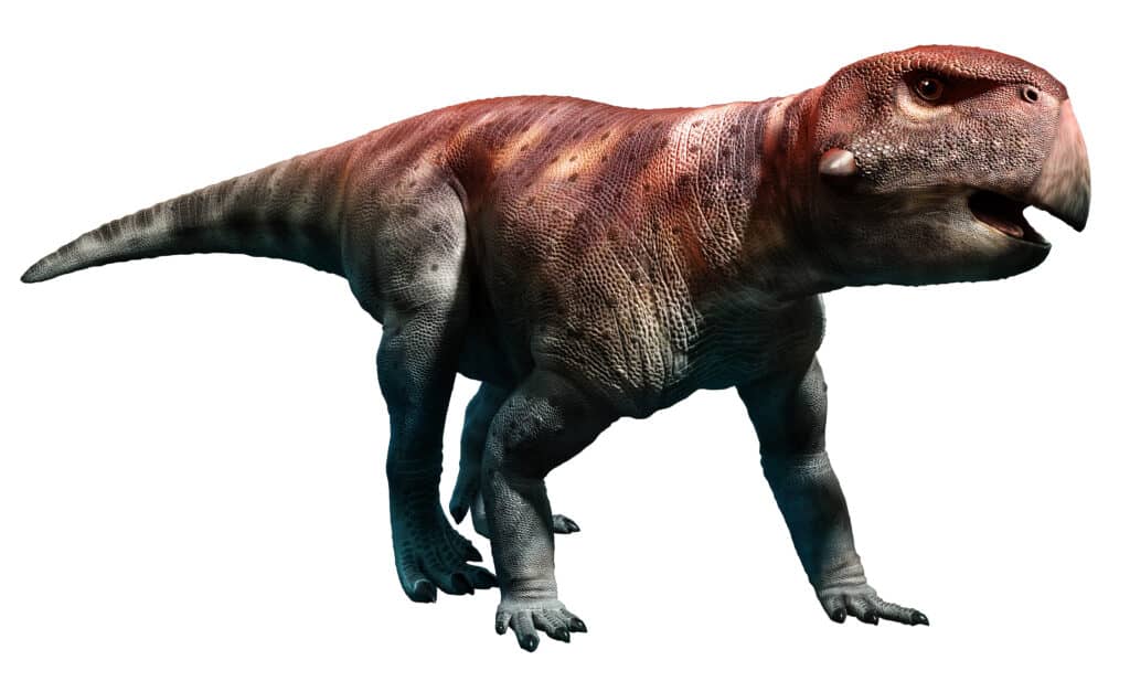 Psittacosaurus had a unique beak