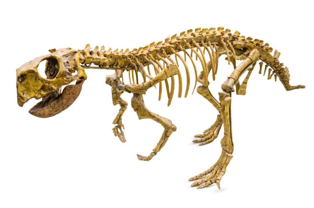 Psittacosaurus dinosaur skeleton/fossil