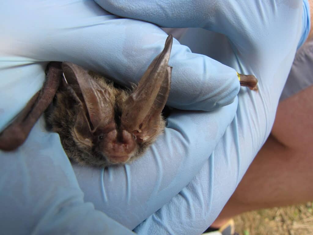 Rafinesque’s Big-Eared Bat