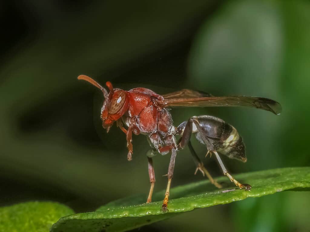 A Red paper wasps visible in the center from perched on a green leaf. The wasp has a red/brown thorax and a dark brown to black abdomen with a gold stripe tear the tail end. 