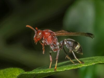A Red Paper Wasp