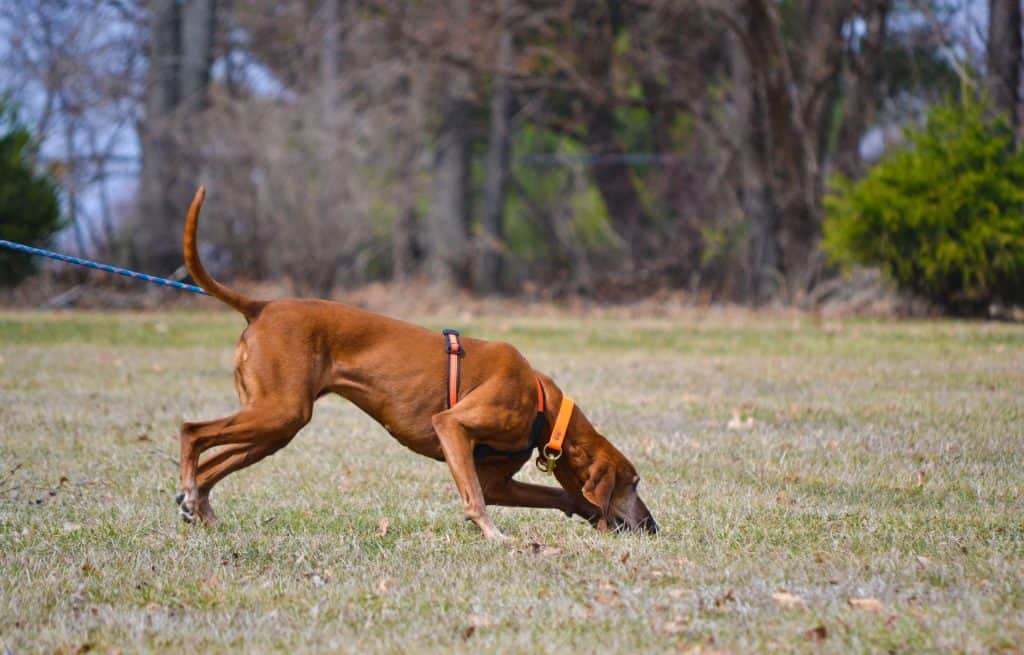 Redbone coonhound