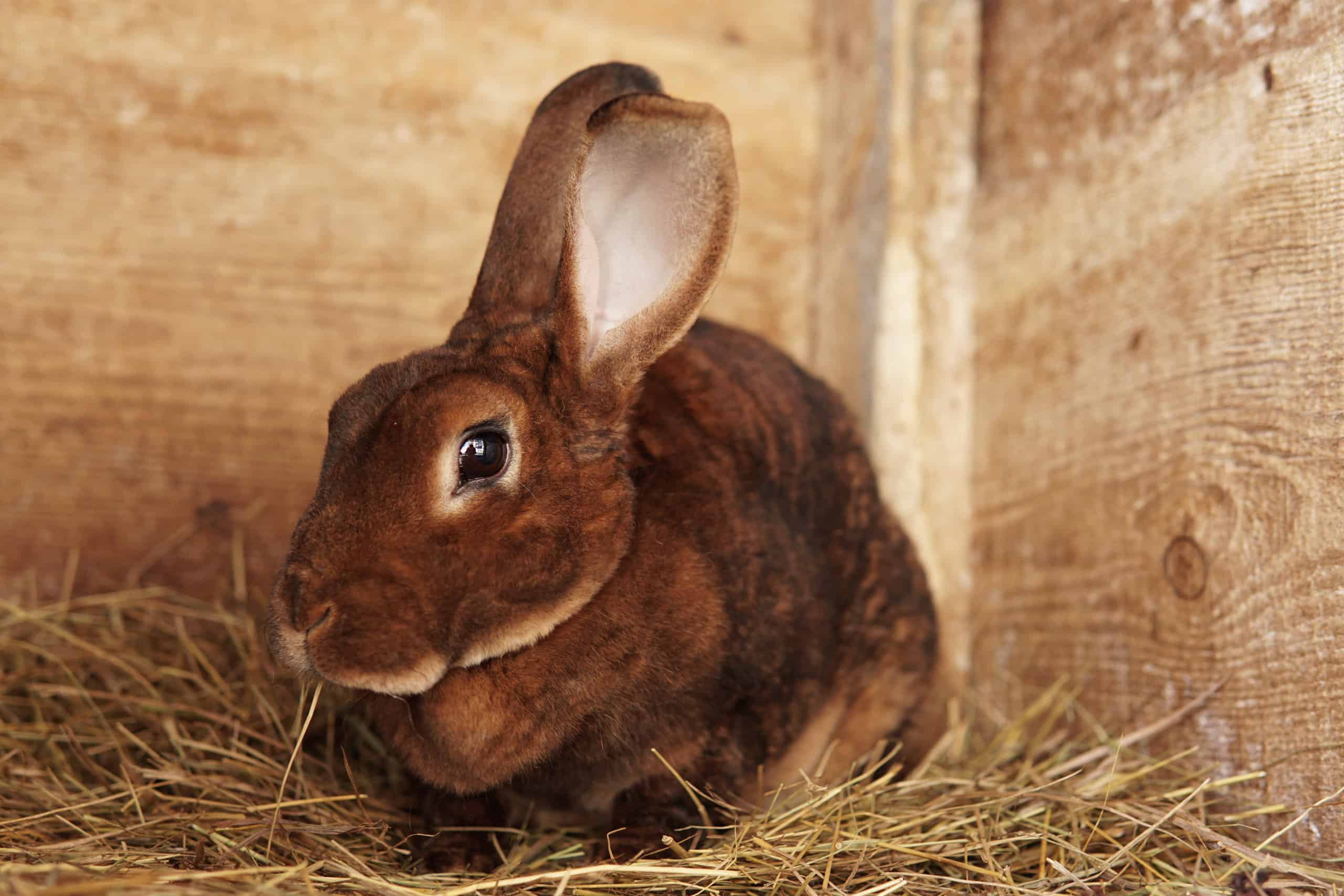 brown polish rabbit