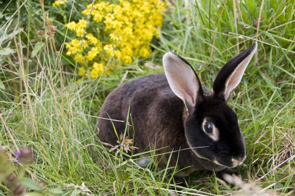 Black rex rabbit