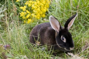 Can Rabbits Eat Orchard Grass? 5 Alternative Feeds Picture