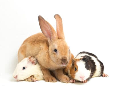 A Rabbits vs Guinea Pigs: 5 Key Differences + Our Pick For Which Makes the Better Pet