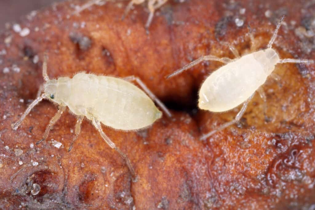 Close up of a colony of root aphids (Trama troglodytes) sucking on dandelion roots.