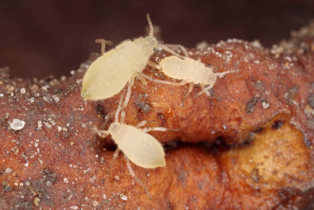 Close up of a colony of root aphids (Trama troglodytes) sucking on dandelion roots.