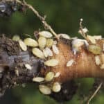 Root aphids