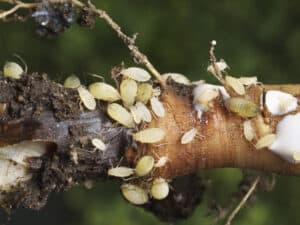 photo shows a closeup of a colony of root apids sucking on dandelion roots