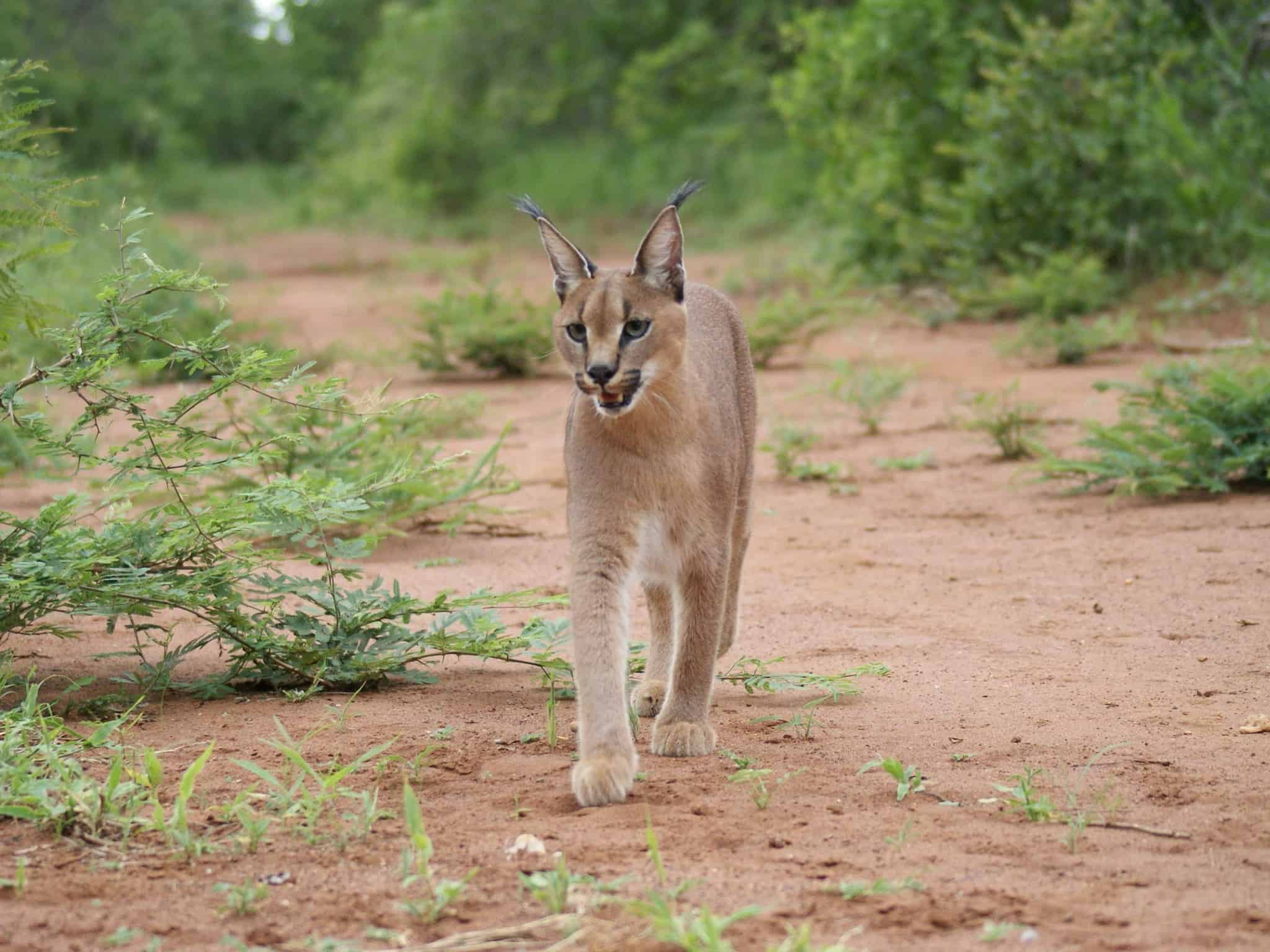 Каракал пустынная Рысь бежит. Desert Lynx. Азиатский каракал Логово. Поселок каракала Туркменистан.