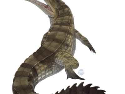 A Sarcosuchus