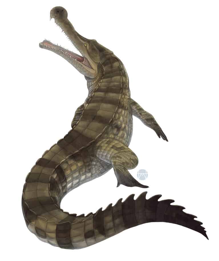 Sarcosuchus