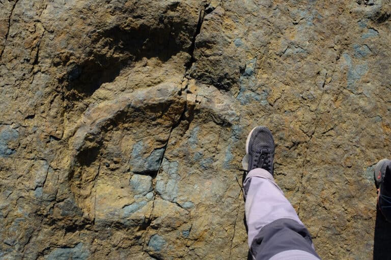 Sauropod footprint
