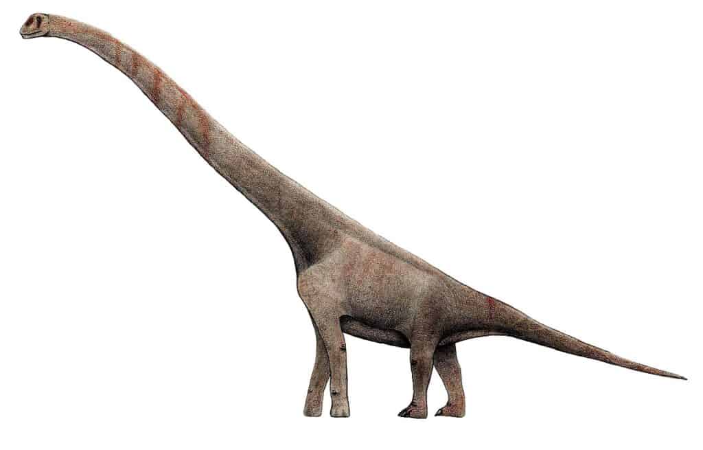 Paluxysaurus
